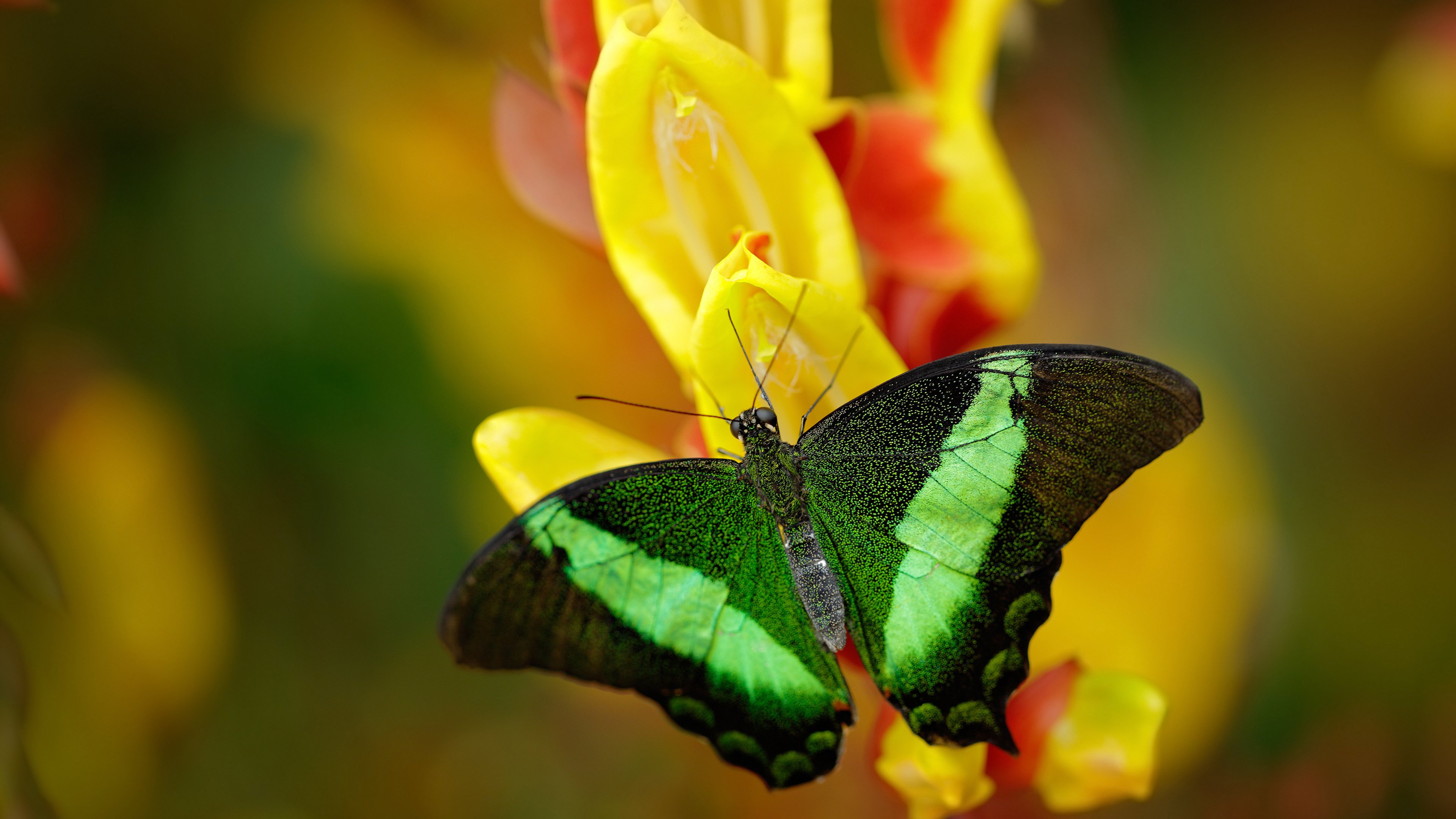 AYX GAME-LOL选手个人能力评估：谁将成为下一个超级明星，lol职业选手能力图在哪里看