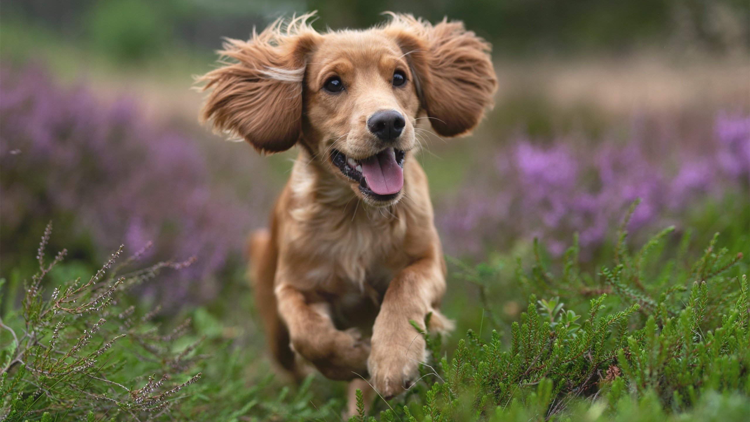 MVP争夺分析:谁能成为联盟最有价值的球员?,mvp谁评选的